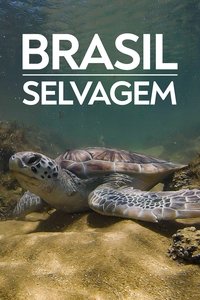 Coastline of Brazil Poster