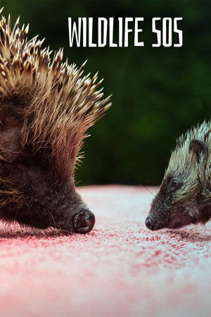 Wildlife SOS