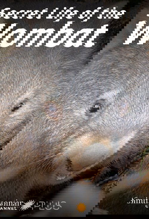 Secret Life of the Wombat